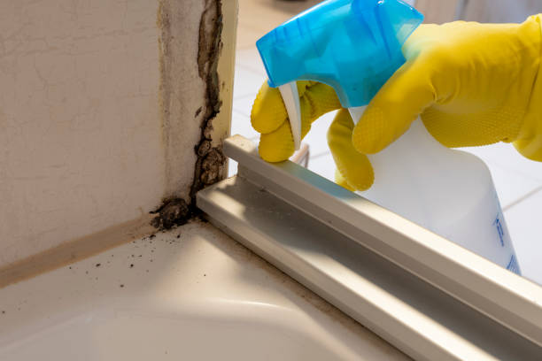 Best Preventive Mold Services in Carol Stream, IL