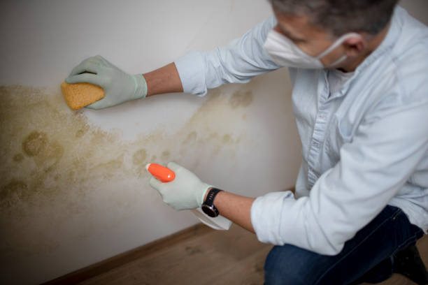 Best Crawl Space Mold Remediation in Carol Stream, IL
