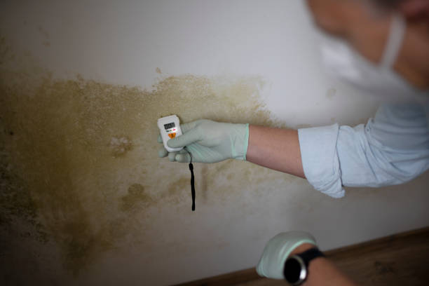 Best Kitchen Mold Remediation in Carol Stream, IL