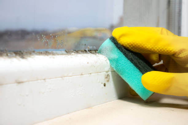 Best Kitchen Mold Remediation in Carol Stream, IL
