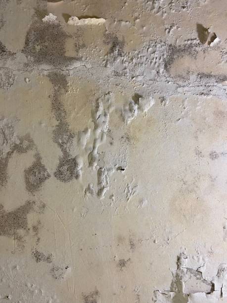 Best Emergency Mold Remediation in Carol Stream, IL