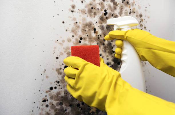 Best Residential Mold Remediation in Carol Stream, IL