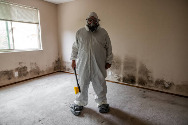Best HVAC Mold Remediation in Carol Stream, IL