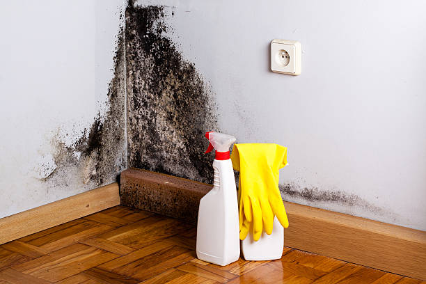 Best Attic Mold Remediation in Carol Stream, IL