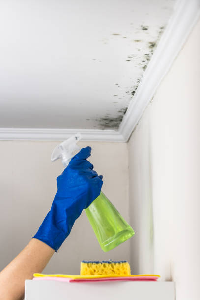 Best Mold Testing and Inspection Services in Carol Stream, IL