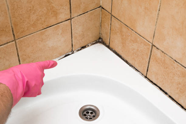 Best Industrial Mold Remediation in Carol Stream, IL